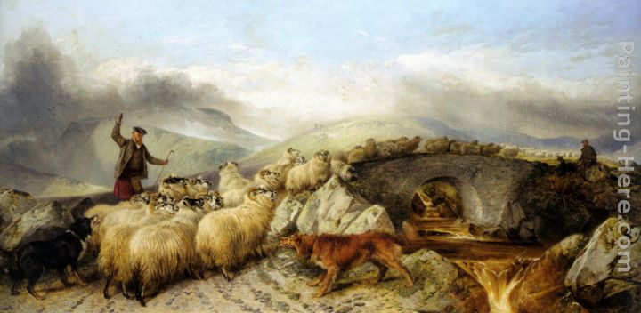 Collecting the Sheep for Clipping in the Highlands